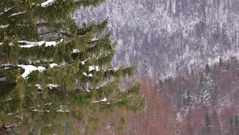 Spruce-Tree-With-Hoarfrost