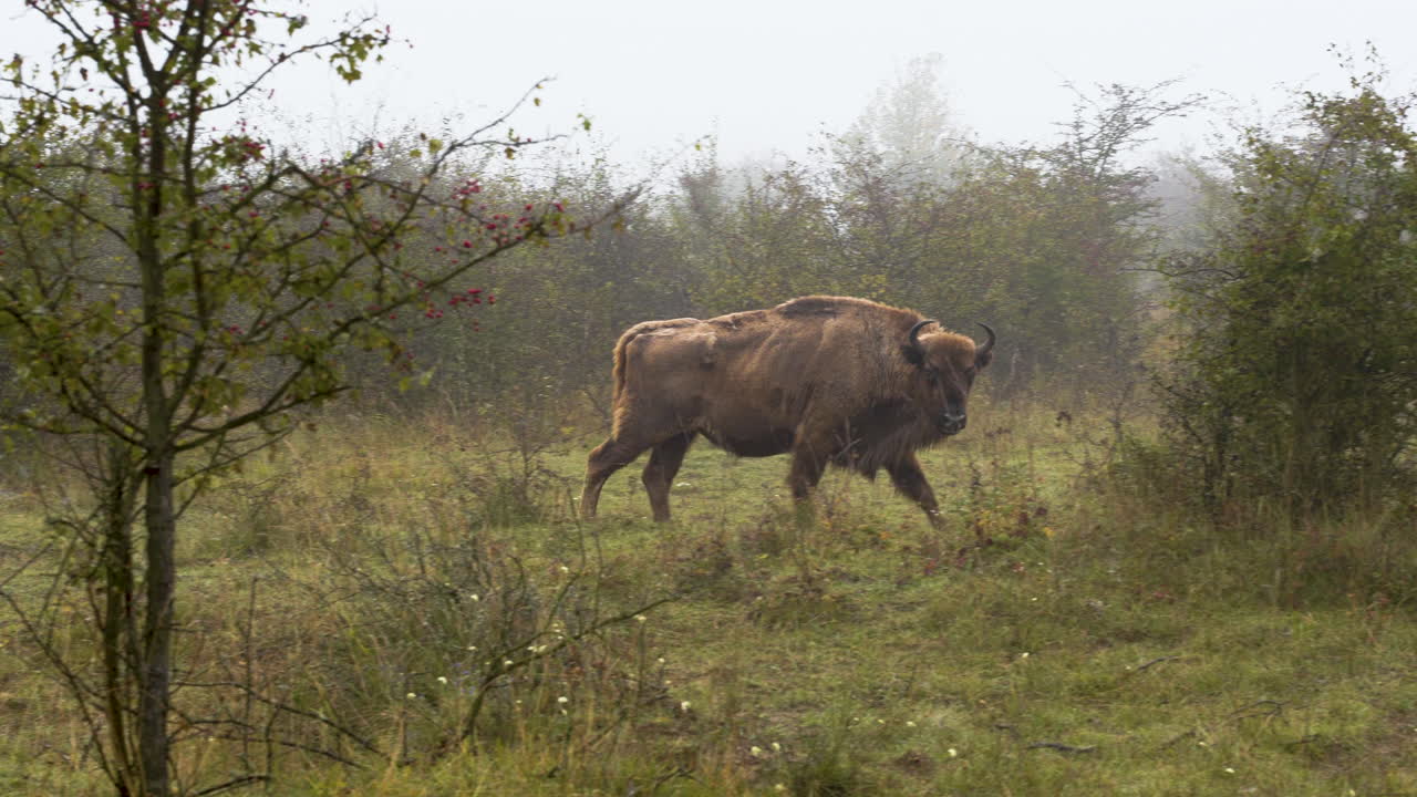 bisonte europeo toro bonasus caminando solo en una estepa neblinosa,chequia