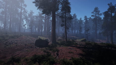la luz del sol brillando a través de la niebla en un bosque de sequoias