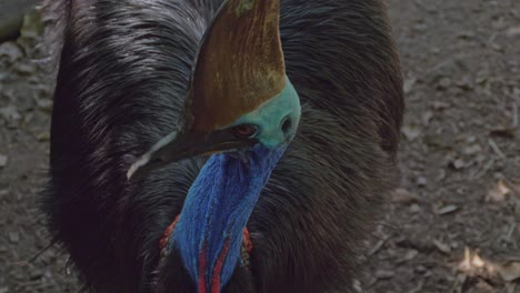 Casuario-De-Dos-Barbas-Con-Cabeza-En-Forma-De-Casco,-Cuello-Colorido-Y-Plumas-Negras