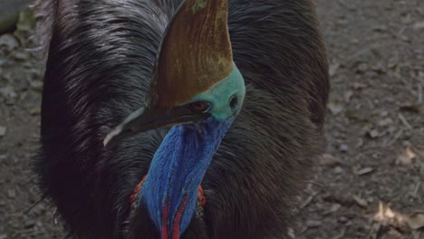 casuario de dos barbas con cabeza en forma de casco, cuello colorido y plumas negras