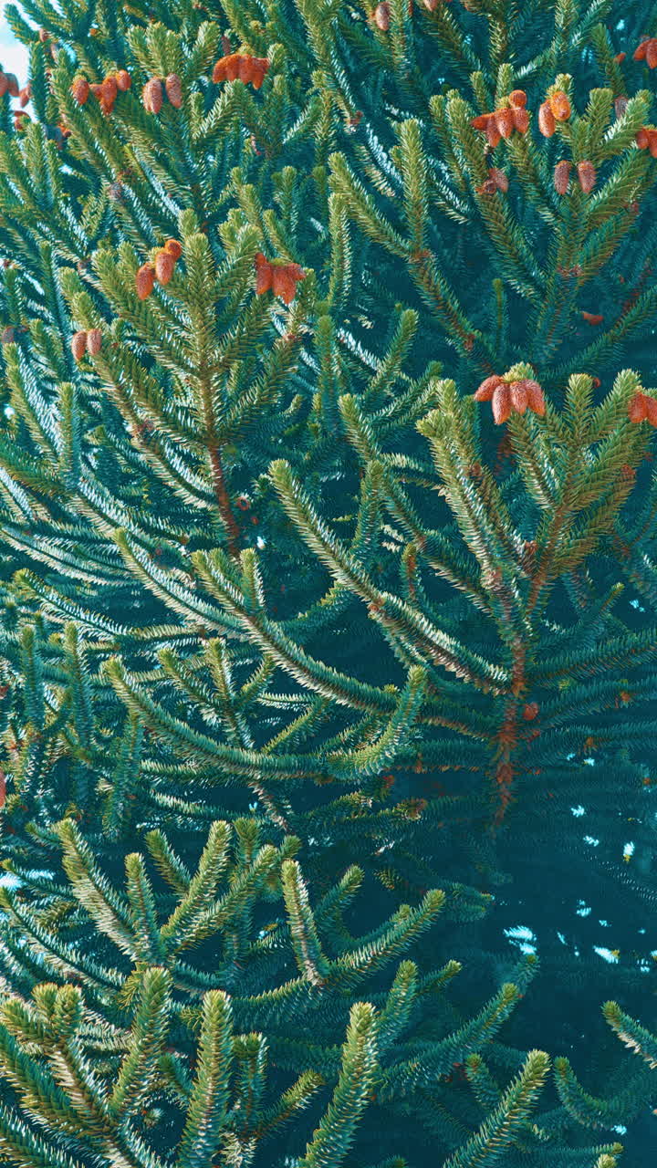 Primo piano di rami di araucaria con pigne