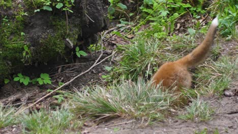 lindo cachorro de zorro rojo se para en la hierba y mira a la cámara