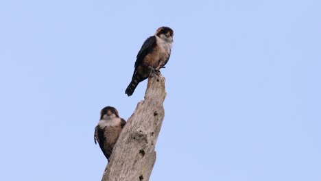 the black-thighed falconet is one of the smallest birds of prey found in the forests in some countries in asia