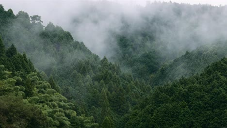 Nebliger-Wald-und-Berg