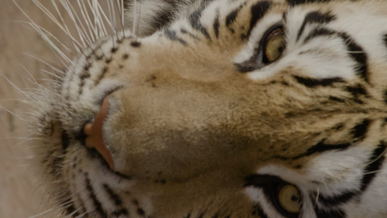 수직 호랑이 클로즈업 영상