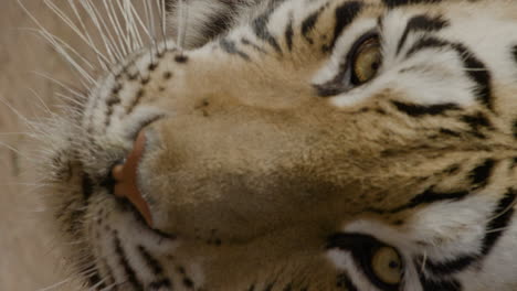 Vertical-video-tiger-close-up