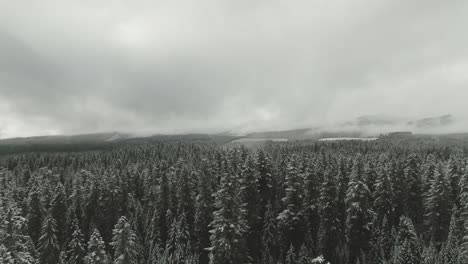 4k aerial snowy evergreen forest in winter drone dolly in shot