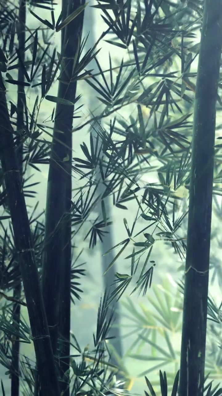Piante di bambù crescono in una zona fitta con luce soffusa che filtra attraverso le foglie