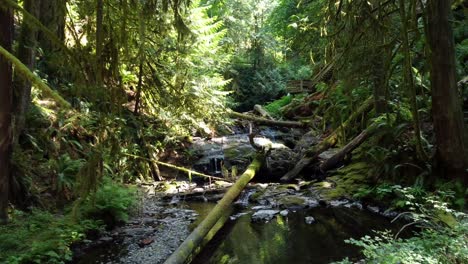 lush forest with fallen trees and river, bright sunny day, victoria island canada