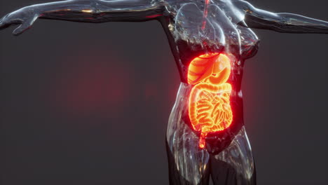 anatomía del cuerpo humano con el sistema digestivo
