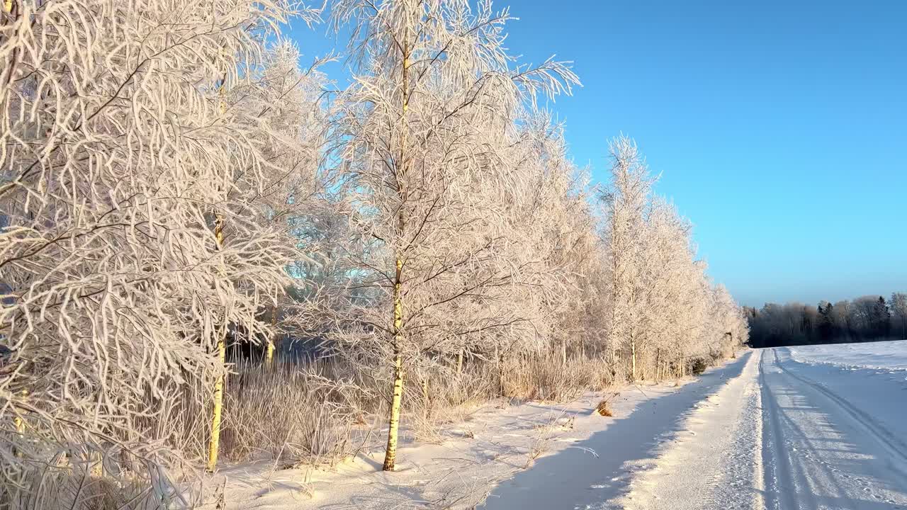 Førerens perspektiv som beveger seg langs en snødekt landevei i vinterlige Latvia, omkranset av fantastiske rimfrostdekte bjørketrær som glitrer under gyllent sollys og klar blå himmel.