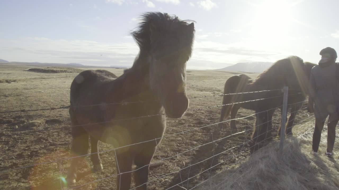 buena foto de caballos ponis islandeses en un campo