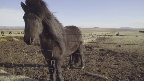 Bonita-Foto-De-Caballos-Ponis-Islandeses-En-Un-Campo