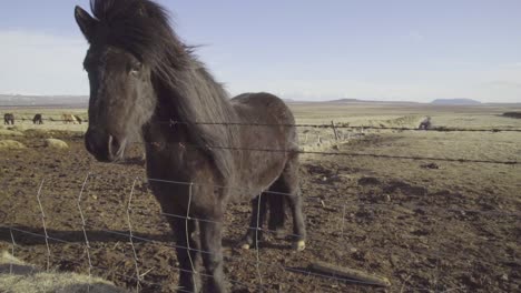 buena foto de caballos ponis islandeses en un campo