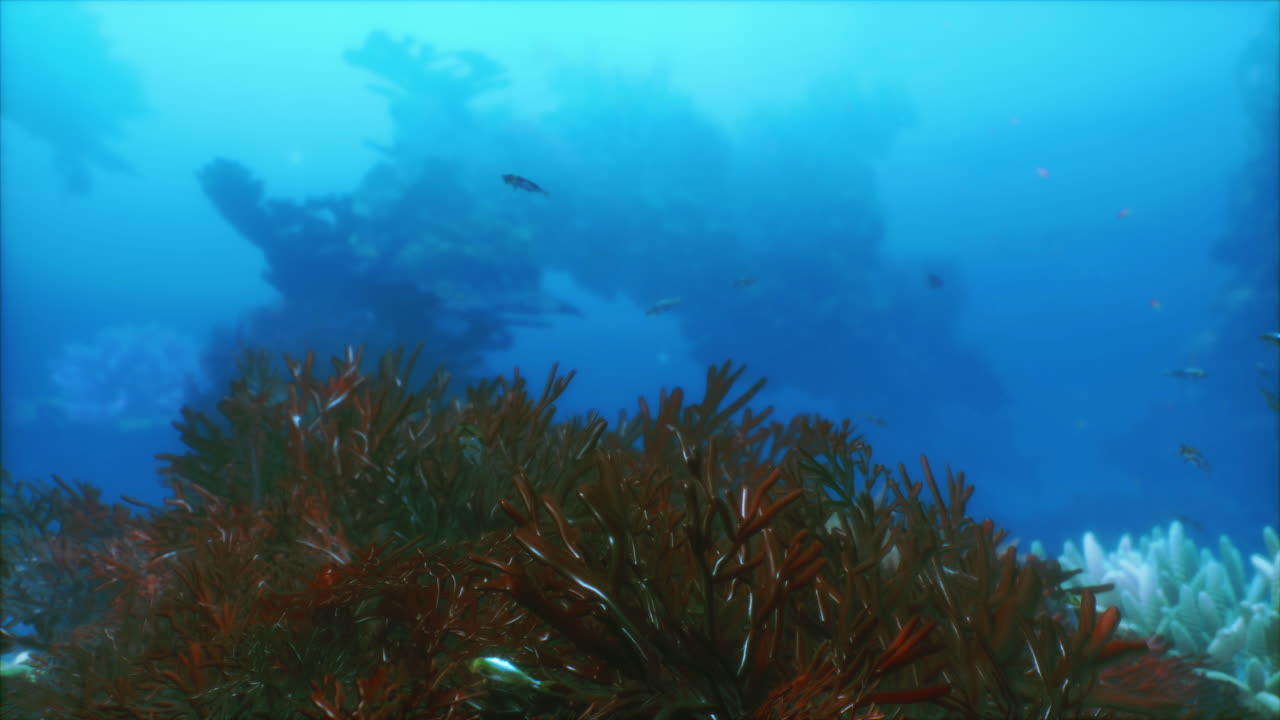 A rich underwater ecosystem teems with colorful coral and various fish species