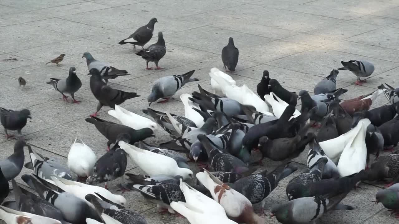 The pigeons are eating their food