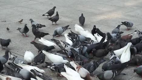 the pigeons are eating their food