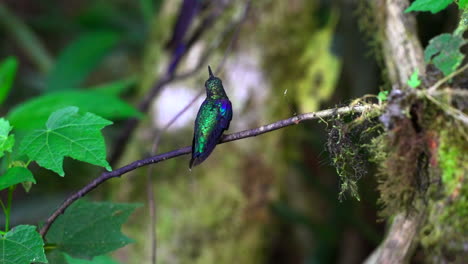 vista en cámara lenta de un hermoso colibrí volando en el bosque de mindo, ecuador, encaramado mirando de lado a lado con brillantes plumas verdes púrpuras