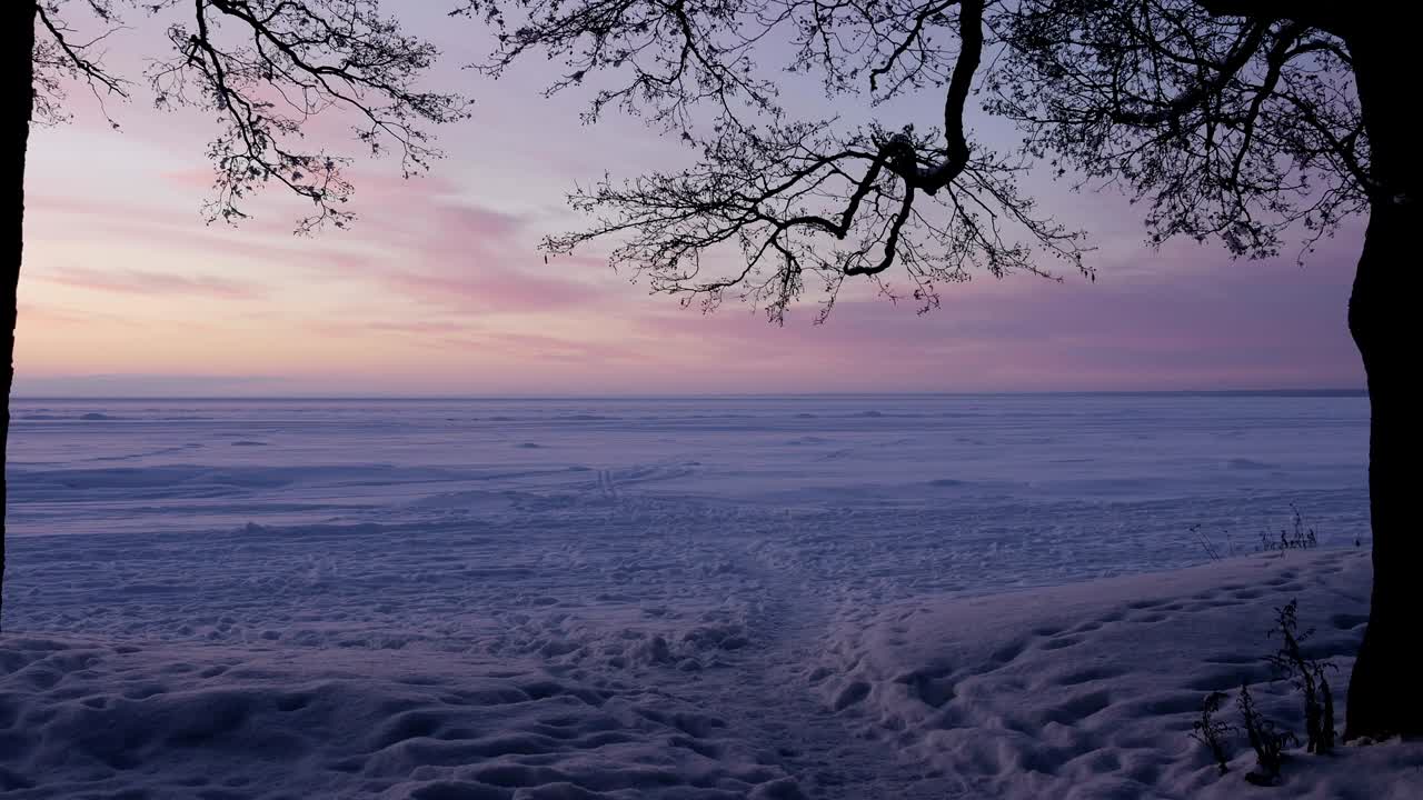 나무 속에서 분홍색 해가 지는 것