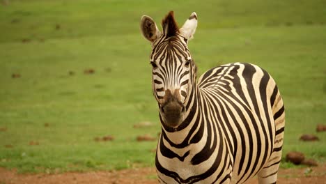 Zebra,-Blick-In-Die-Kamera,-Stehend-Und-Mit-Dem-Schwanz-Wedelnd