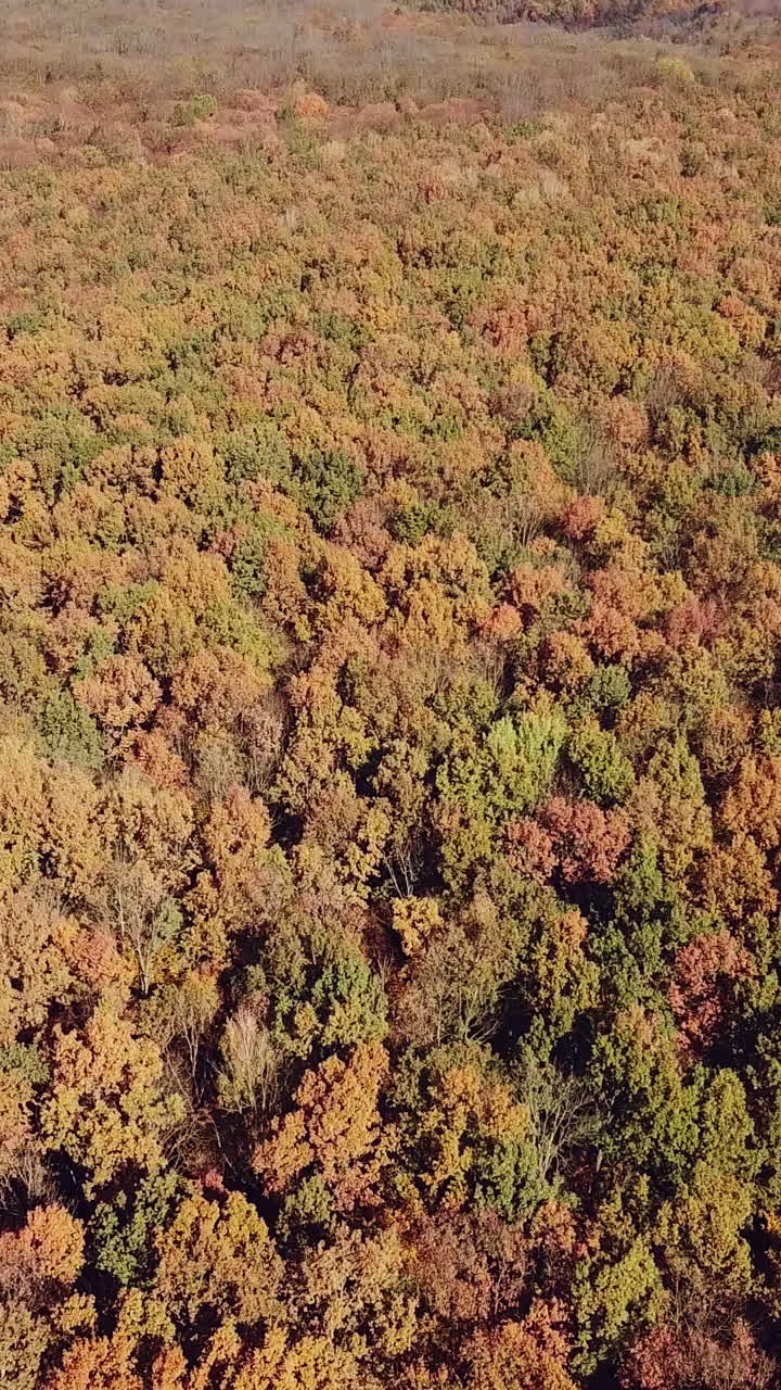 aerial view on the multicolored trees of the yellow shade of the forest. Autumn landscape. Camera motion down. Vertical video