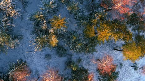 winter weather forest scenery, polish countryside location, birdseye