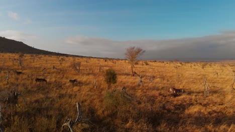 a large plain with a small herd of zebras, at tsavo west, kenya