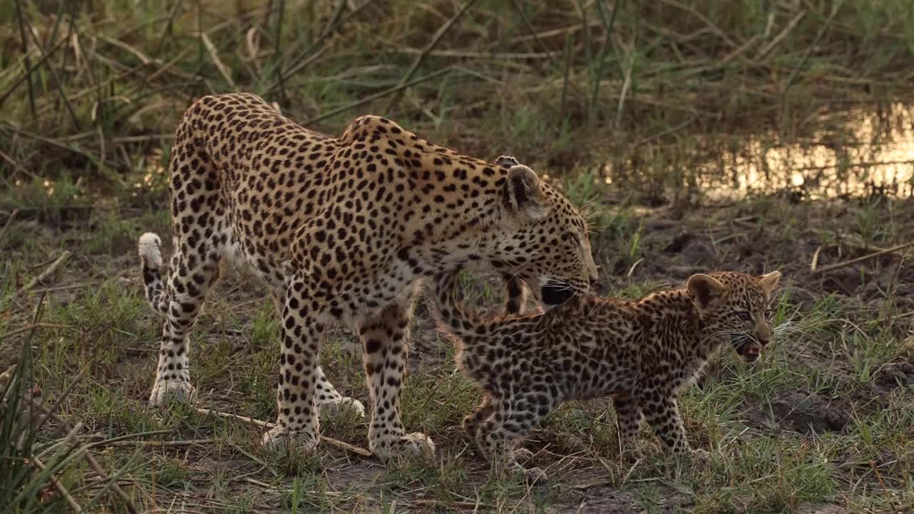 Dişi bir leoparın sevimli yavrusunu tımar ettiği ağır çekim, Khwai Botsvana