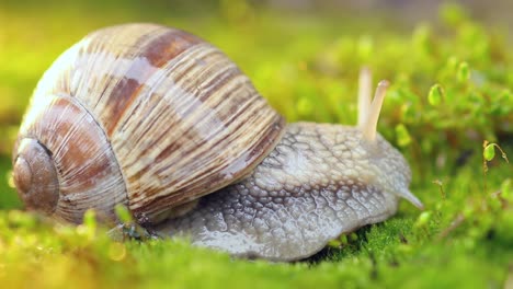 helix pomatia also roman snail, burgundy snail