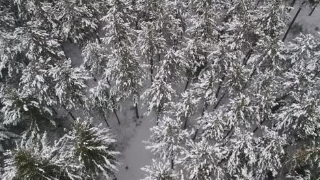 upwards panning birds eye view drone shot of a snow covered pine forest during a cold winter snowstorm in rural canada