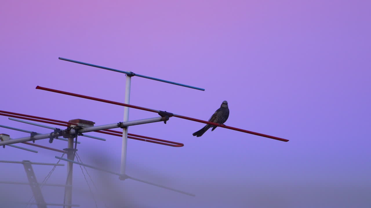 Dramatic Purple Sky On Sunset With Perching Brown-eared bulbul On TV Antenna