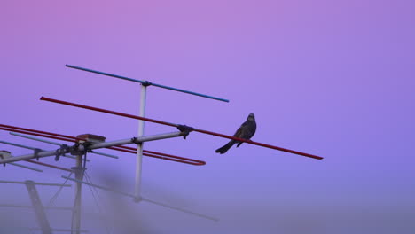 dramatic purple sky on sunset with perching brown-eared bulbul on tv antenna