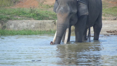 elefante a partir de la hora del baño, con cadenas, sumatra indonesia