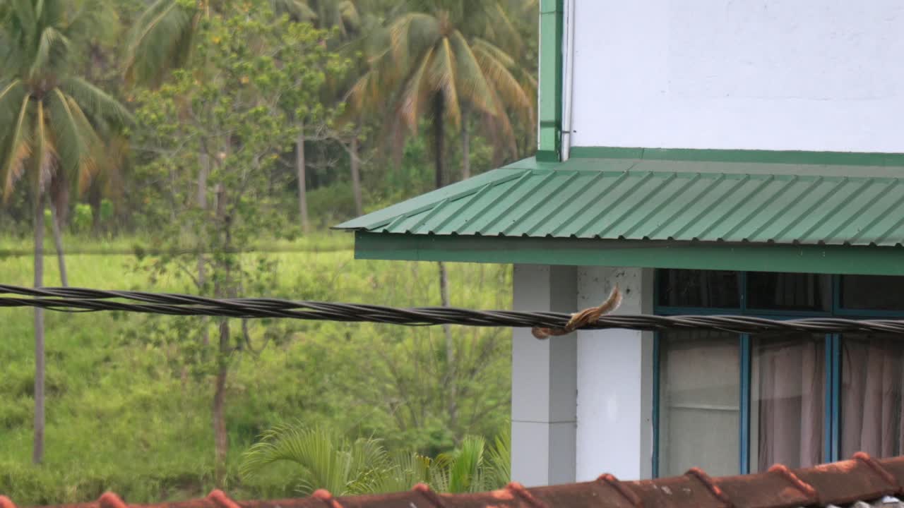 Squirrel walking along a wire near a building in Ella, Sri Lanka, with lush greenery in the background