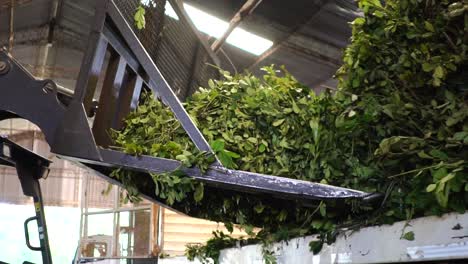 heavy equipment used to unload green yerba mate leaves in a factory