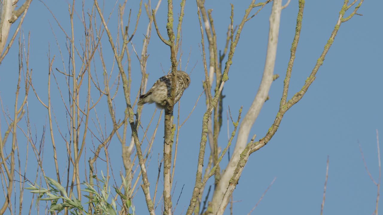pequeño búho gris saltando de la rama de un árbol desnudo balanceándose en el resplandor del atardecer - completo