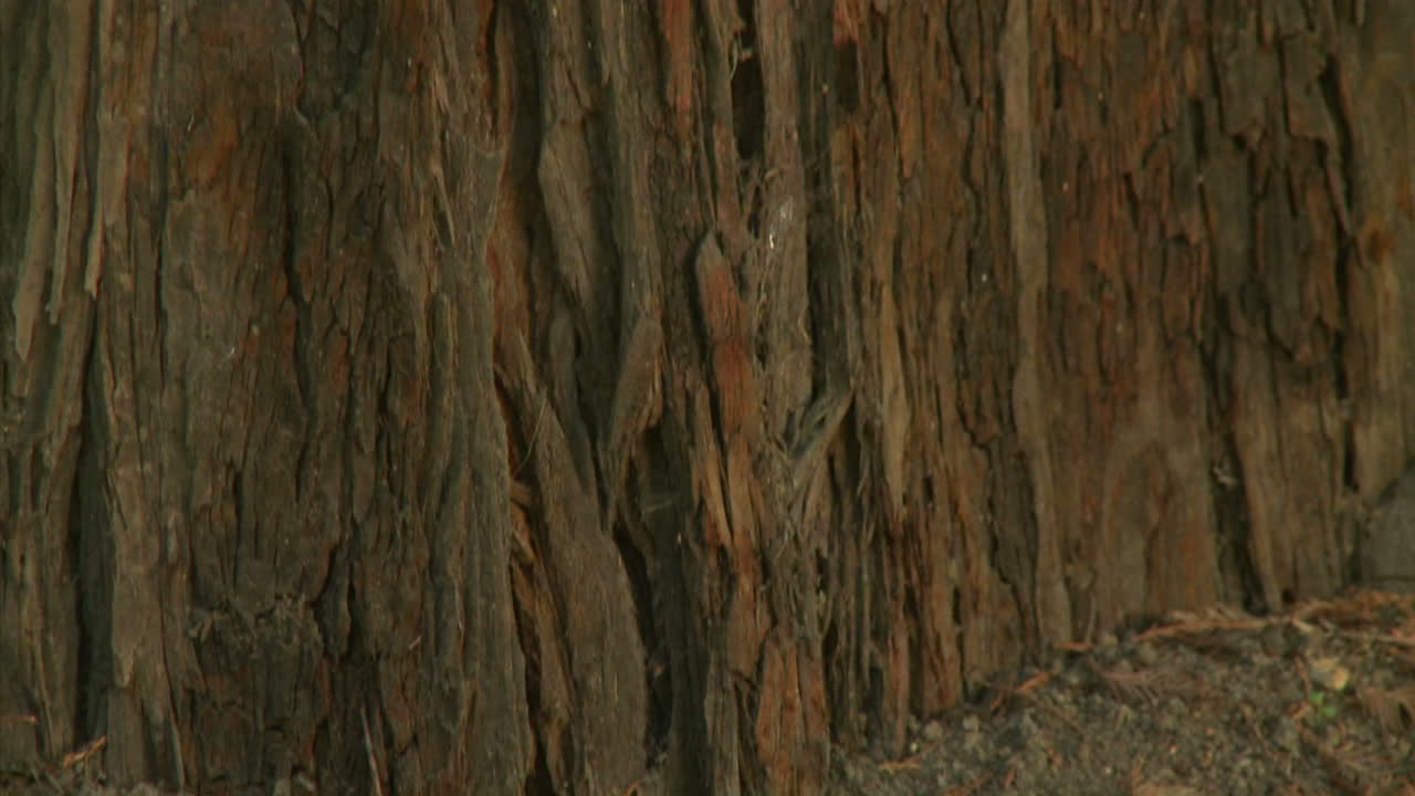 캘리포니아 빅서 해안선 근처의 해안 삼나무 줄기 위로 수직 팬