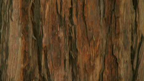 a vertical pan up the trunk of coastal redwood near the big sur coastline of california