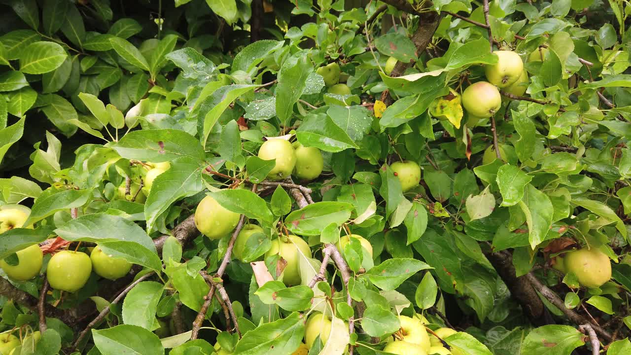 Apples developing on a small apple tree in sunshine