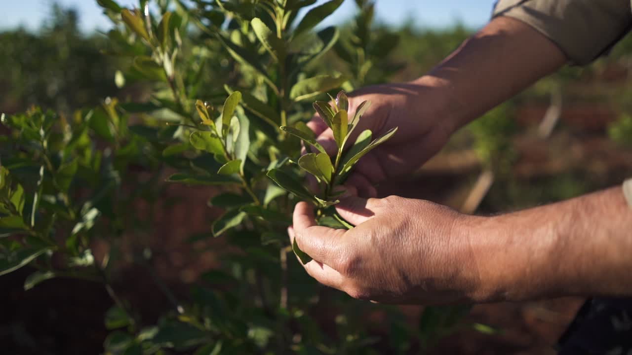 movimiento lento de un trabajador o yerbatero inspeccionando las hojas de la planta de yerba mate antes de cultivar