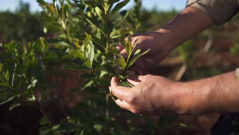 slow motion of worker or yerbatero inspecting leaves of yerba mate plant before cultivating