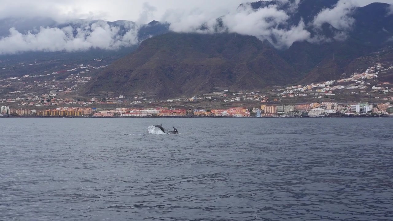 Golfinho-de-Risso levantando a barbatana caudal e criando respingos poderosos na superfície do oceano perto da costa.