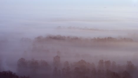 misty forest landscape