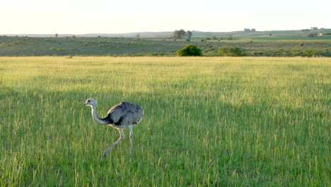 ñandu ostrich walking through a pasture during the sunset in uruguay