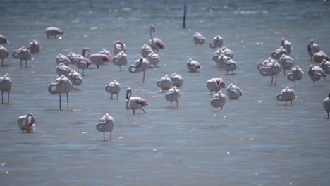 Mayor-Pájaro-Flamenco-Vadeando-El-Río-Entre-Bandada-Dormida,-Camargue