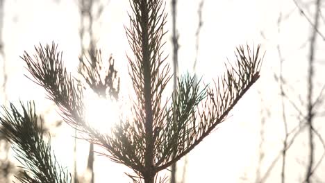 pine tree branches in sunlight