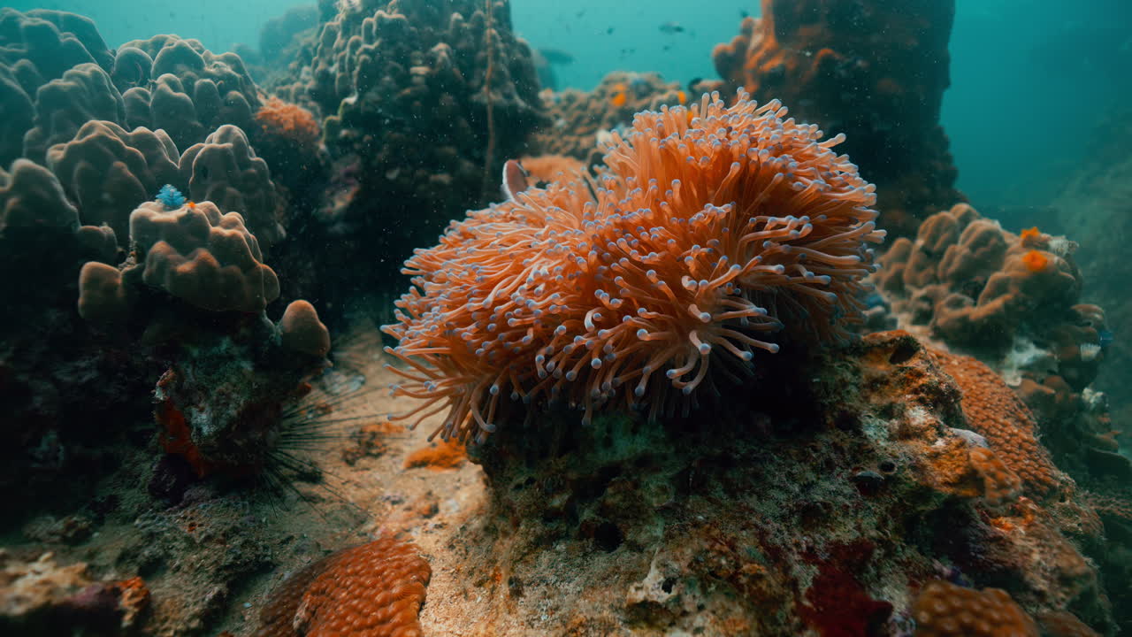 Vibrant Coral Reef with Anemones