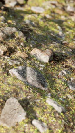 rocks and moss covered ground