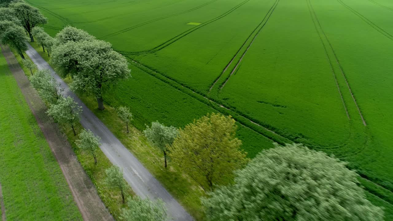 вид на пустую дорогу между деревьями и вечнозелеными полями в округе скане, южная швеция